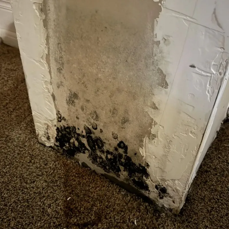 Professional Mold Removal in Millersburg, OH